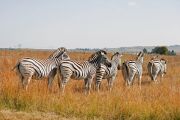 bluesnap-zebras-8403717_1920.jpg