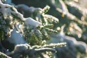 katerinavulcova-spruce-9401398_1920.jpg