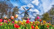 keukenhof-103437.jpg