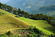 luongcung-vietnam-8400803_1920.jpg