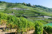 vines-3665239_1280.jpg